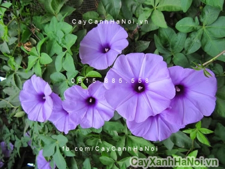 Đối tượng hay sử dụng cây bìm bìm Đối tượng hay sử dụng cây bìm bìm