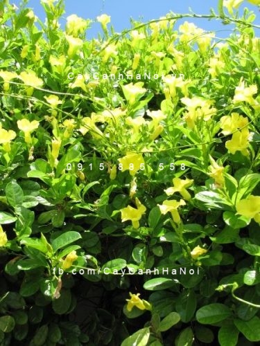 Dây leo huỳnh đệ Dây leo huỳnh đệ