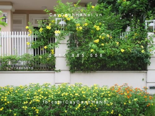Dây leo huỳnh đệ Dây leo huỳnh đệ