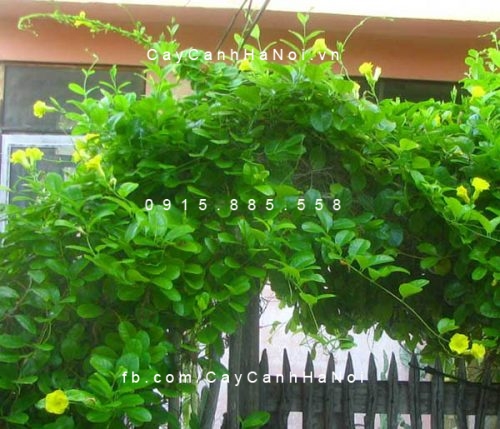 Dây leo huỳnh đệ Dây leo huỳnh đệ