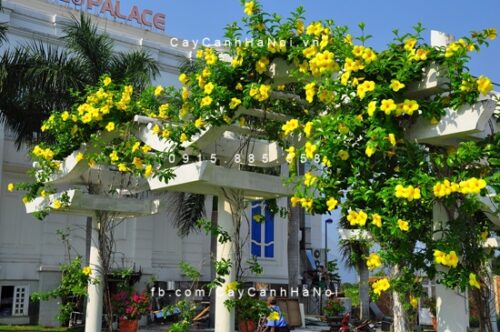 Dây leo huỳnh đệ Dây leo huỳnh đệ
