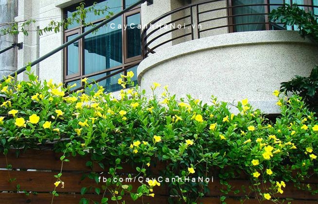 Dây leo huỳnh đệ Dây leo huỳnh đệ