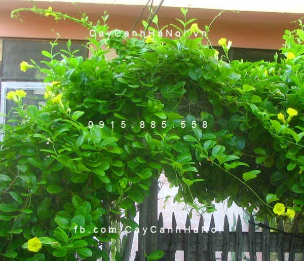dây leo huỳnh đệ dây leo huỳnh đệ