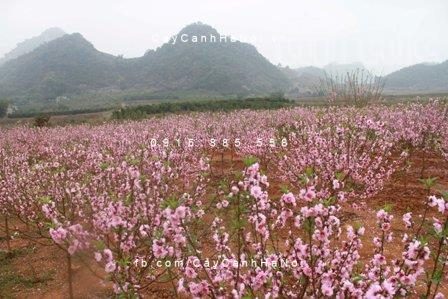 hoa đào rừng đẹp