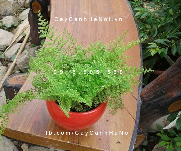 Dương xỉ dạ quang