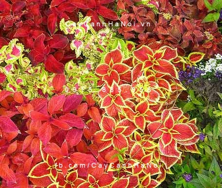 Gấm đỏ tía viền vàng Gấm đỏ tía viền vàng