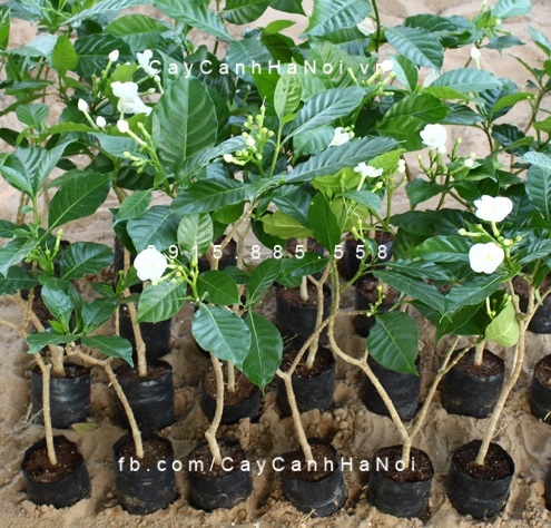 cay-hoa-nhai-nhat Cây hoa nhài nhật