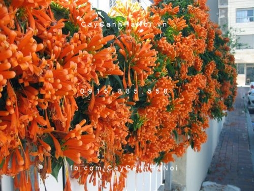Hoa dây leo chùm ớt (rạng đông) Hoa dây leo chùm ớt (rạng đông)