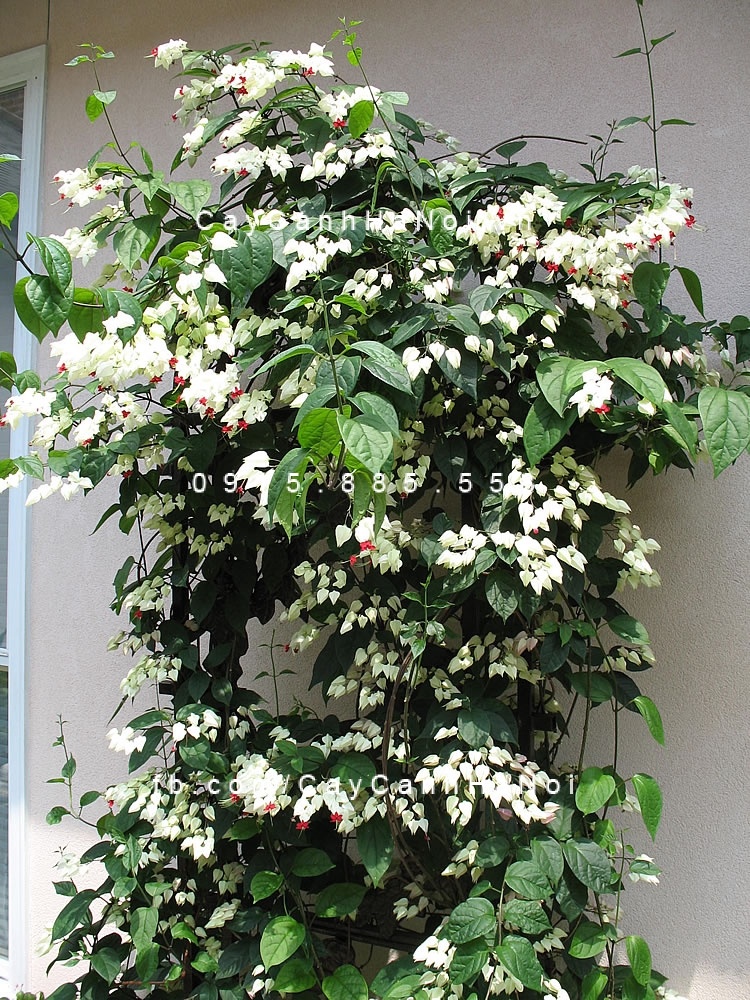 hoa leo ngọc trinh, ngọc nữ hoa leo ngọc trinh, ngọc nữ