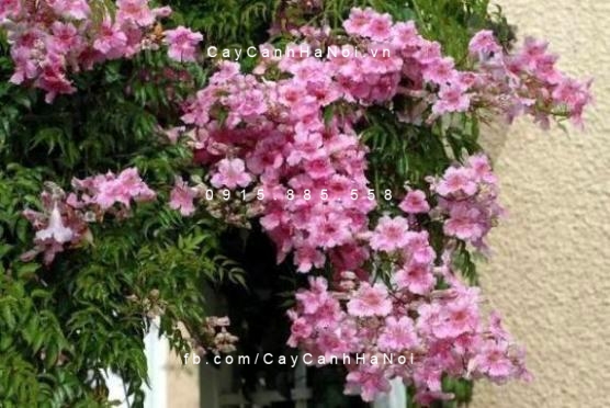 Hồng thiên hương(hồng phúc) Hồng thiên hương(hồng phúc)