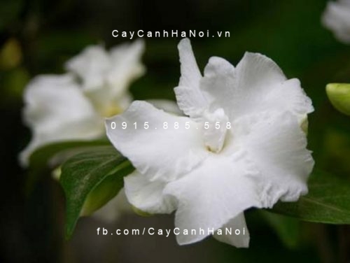 cay-hoa-nhai-tay hoa nhài tây