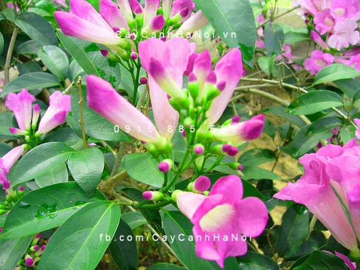 Cây hoa ánh hồng ngoài làm đẹp còn có tác dụng trong y học hoa-anh-hong-ly-tim-la-toi-2