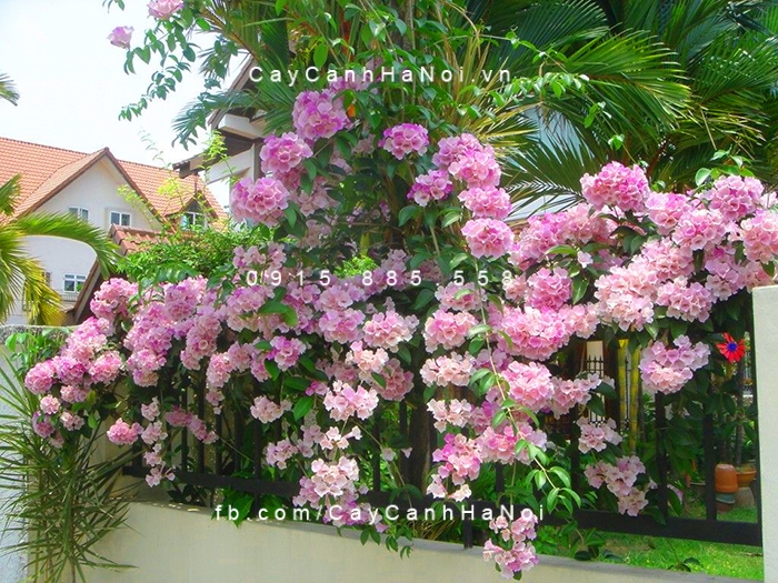 Cây hoa tỏi có hoa đẹp, nhưng dễ rụng, nát hoa-anh-hong-ly-tim-la-toi-4