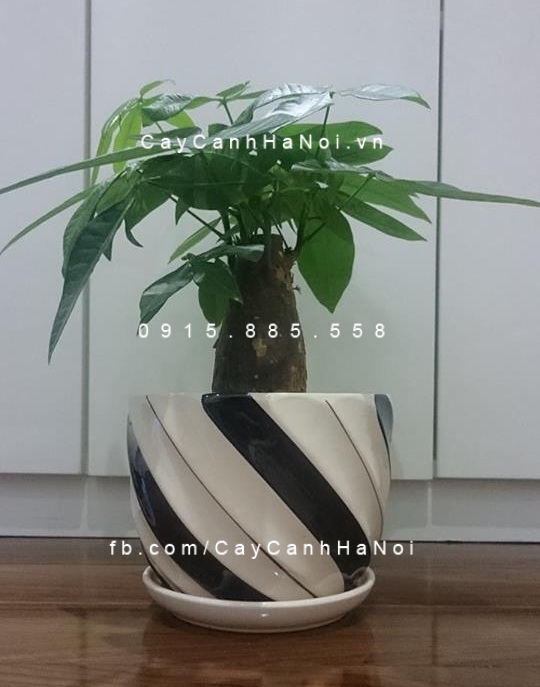 hoa cảnh ngày phụ nữ Việt Nam 20 - 10 (2) hoa cảnh ngày phụ nữ Việt Nam 20 - 10 (2)