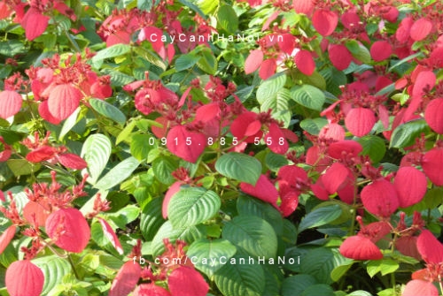 Bướm đỏ Bướm đỏ