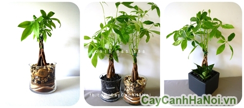 hoa cảnh chúc mừng hoa cảnh chúc mừng 2