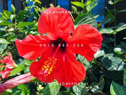 cây hoa dâm bụt cây hoa dâm bụt
