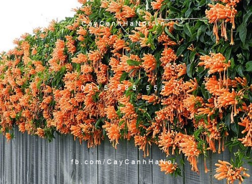 Hoa dây leo chùm ớt (rạng đông) Hoa dây leo chùm ớt (rạng đông)