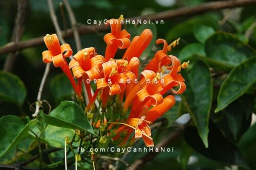 Hoa dây leo chùm ớt (rạng đông) Hoa dây leo chùm ớt (rạng đông)