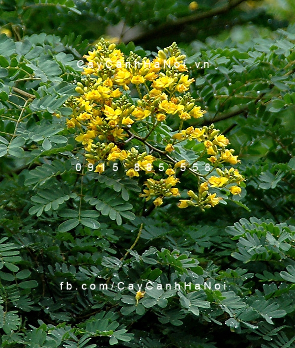 Cây điệp vàng có hoa mọc thành chùm hoa-diep-vang