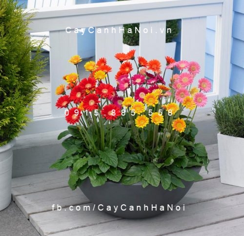 Cúc đồng tiền nhiều màu trang trí ban công