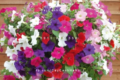 Hoa dạ yến thảo hoa dạ yến thảo 2