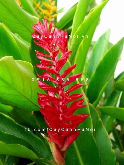 Hạnh phúc (sẹ đỏ)