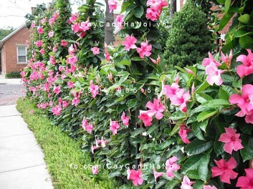 Hoa Hồng Anh Hoa Hồng Anh