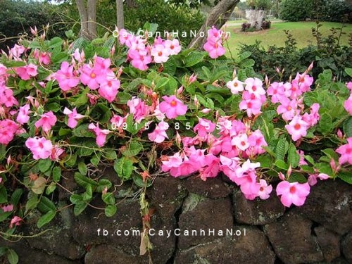 Hoa Hồng Anh Hoa Hồng Anh