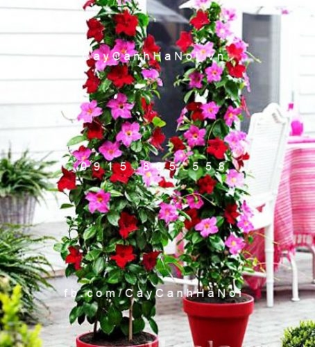 Hoa Hồng Anh Hoa Hồng Anh