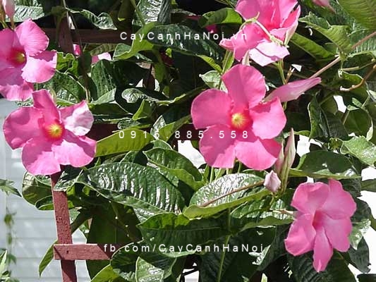 Hoa Hồng Anh Hoa Hồng Anh