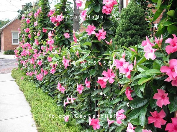 Hoa Hồng Anh Hoa Hồng Anh