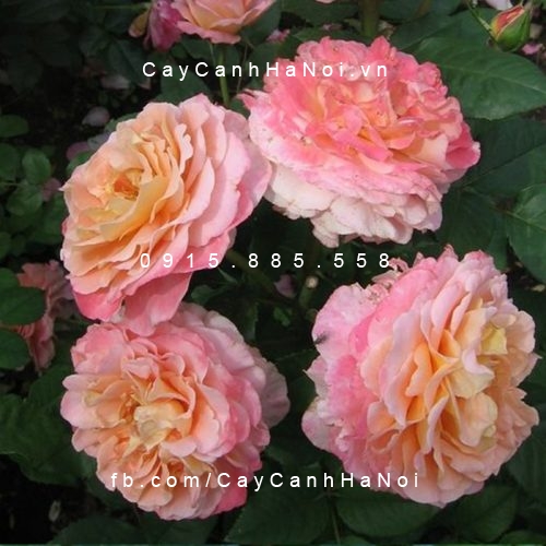 Hình ảnh hoa hồng Augusta Luise Tree Rose