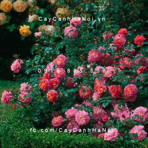Hình ảnh hoa hồng Christopher Marlowe