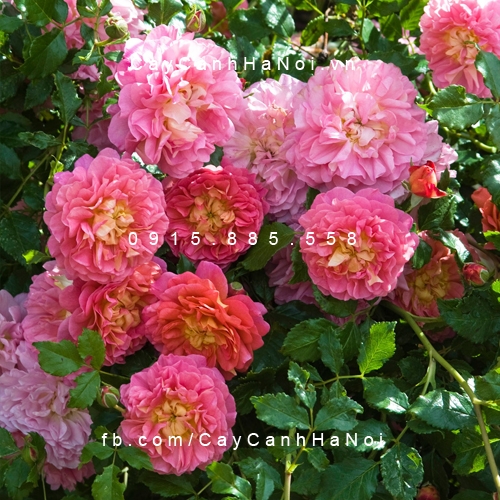 Hình ảnh hoa hồng Christopher Marlowe