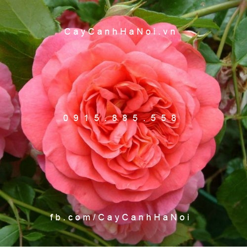Hình ảnh hoa hồng Christopher Marlowe