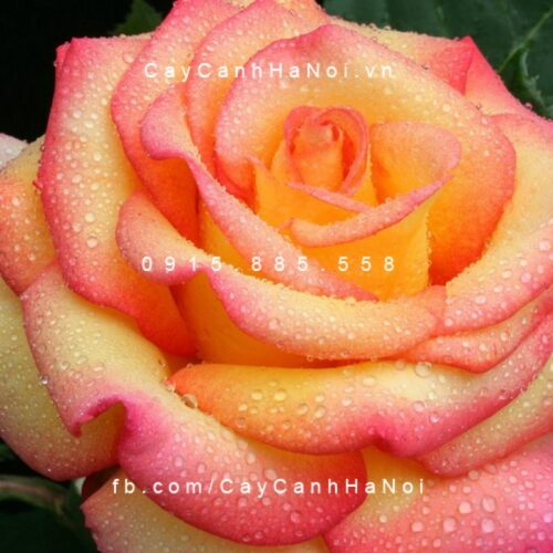 Hình ảnh hoa hồng Dream Come True