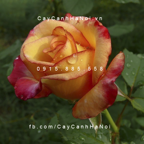 Hình ảnh hoa hồng Dream Come True