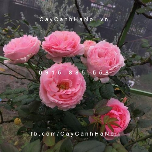 Hình ảnh hoa hồng Eckart Witzigmann