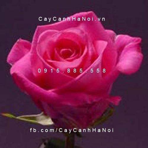 Hình ảnh hoa hồng Eliza