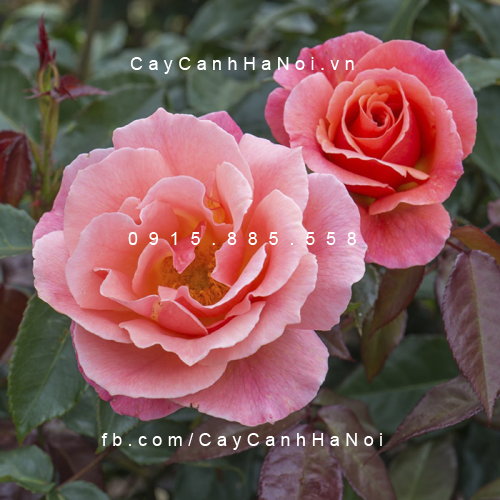 Hình ảnh hoa hồng Garden Delight