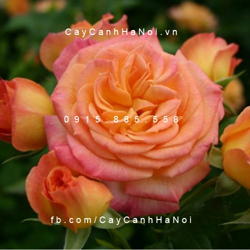 Hình ảnh hoa hồng Garden Delight