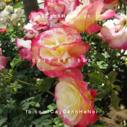 Hình ảnh hoa hồng Garden Delight