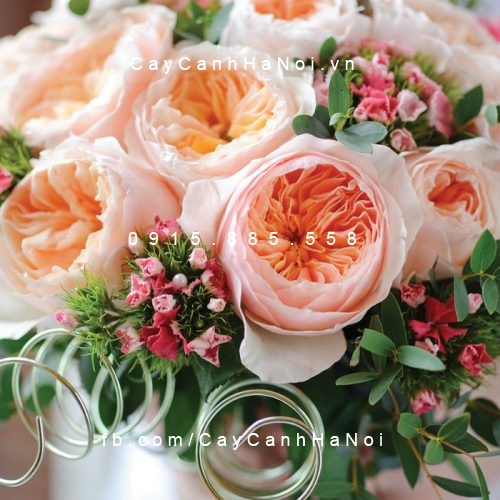 Hình ảnh hoa hồng Juliet