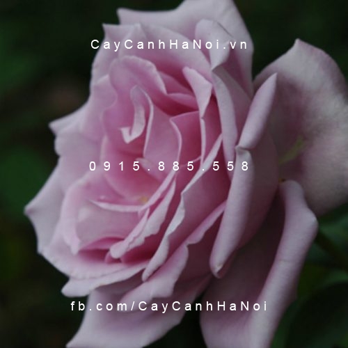 Hình ảnh hoa hồng lilac