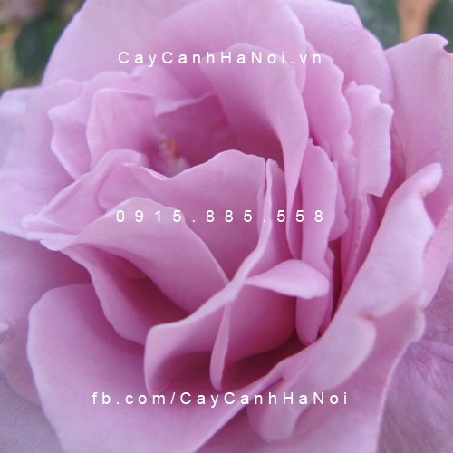 Hình ảnh hoa hồng lilac