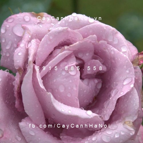 Hình ảnh hoa hồng lilac