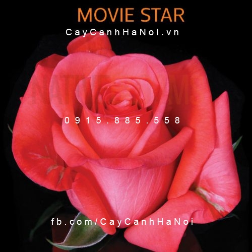 Hình ảnh hoa hồng Movie Star