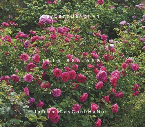Hình ảnh hoa hồng Sir John Betjeman