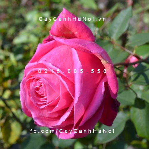 Hình ảnh hoa hồng Susan Hampshire